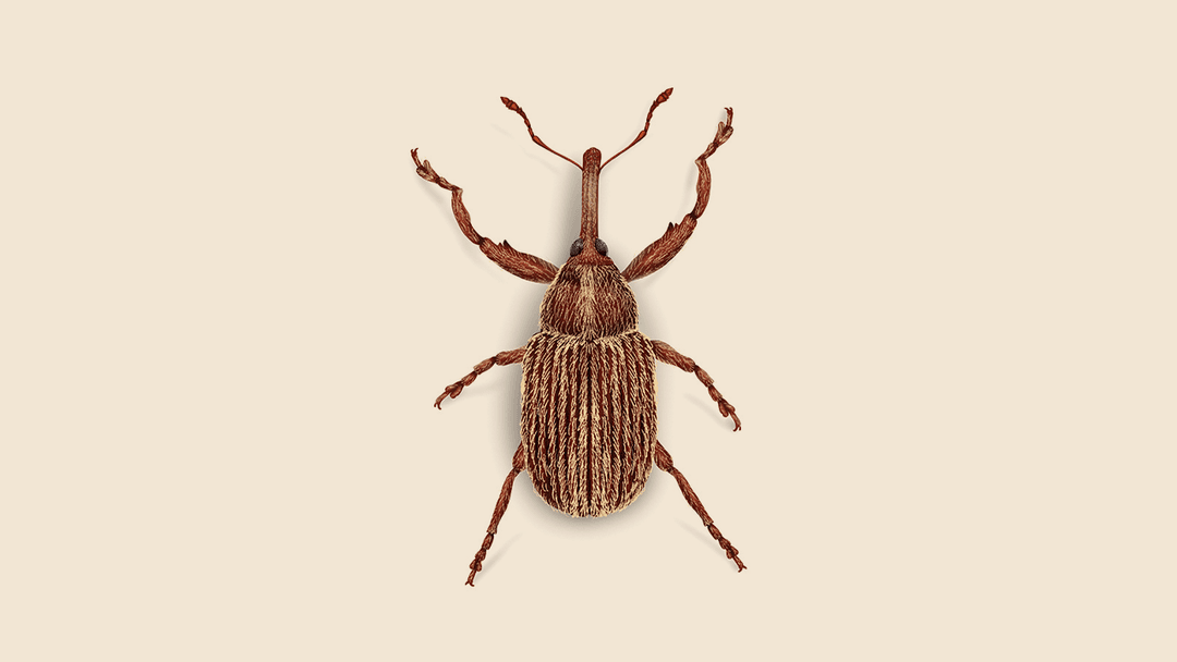 Boll Weevil Illustration