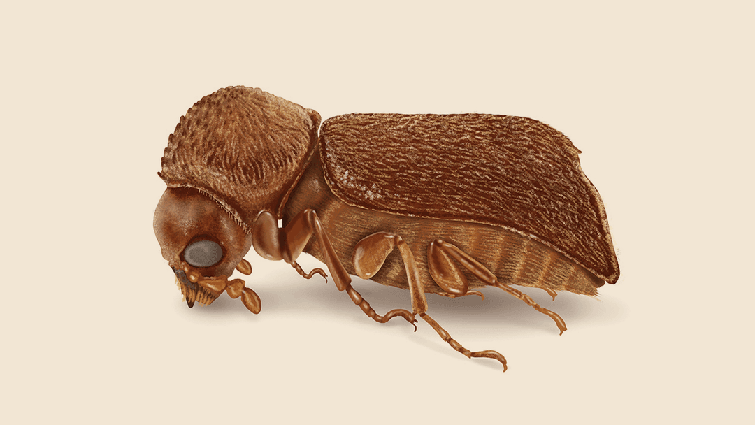 Bostrichids Powderpost Beetle Illlustration