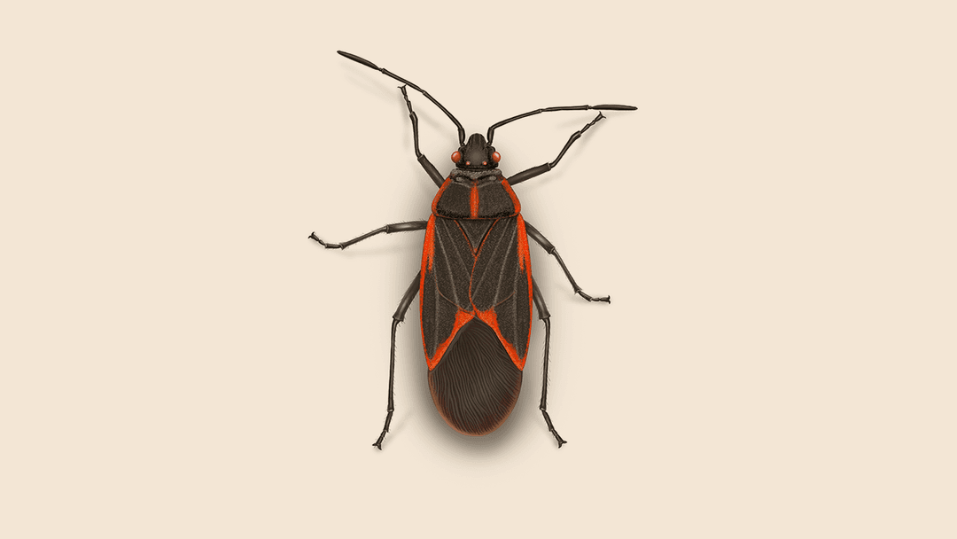 Boxelder bug illustration