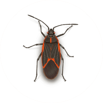 Box Elder Bug