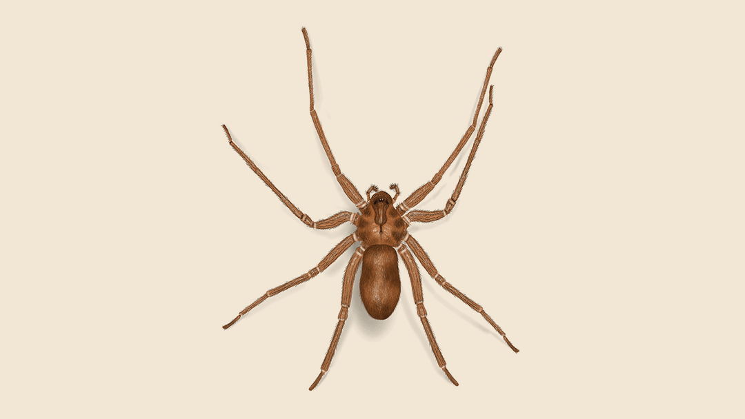 Brown recluse illustration