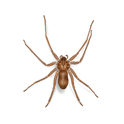 Brown recluse illustration