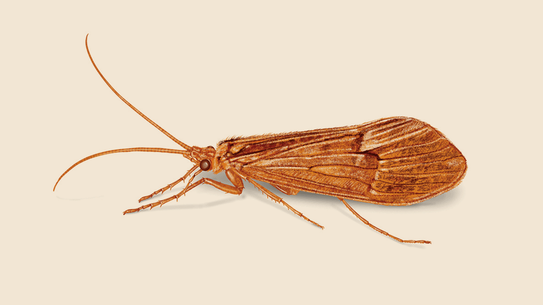 Caddisfly illustration