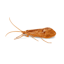 Caddisflies Exterminator - How To Identify & Get Rid Of Caddisflies