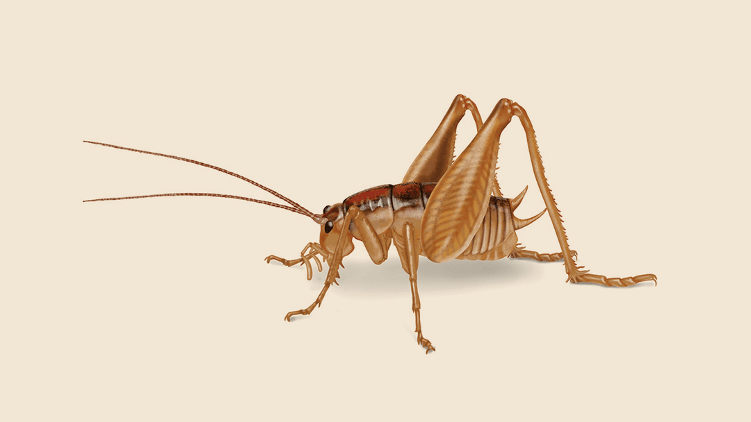 Cave cricket illustration