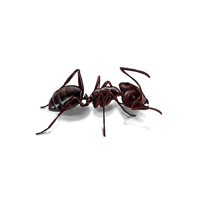 Carpenter Ant Treatment