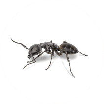 Carpenter Ants