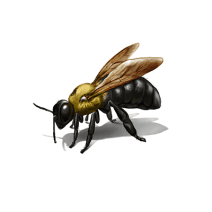 Carpenter Bee