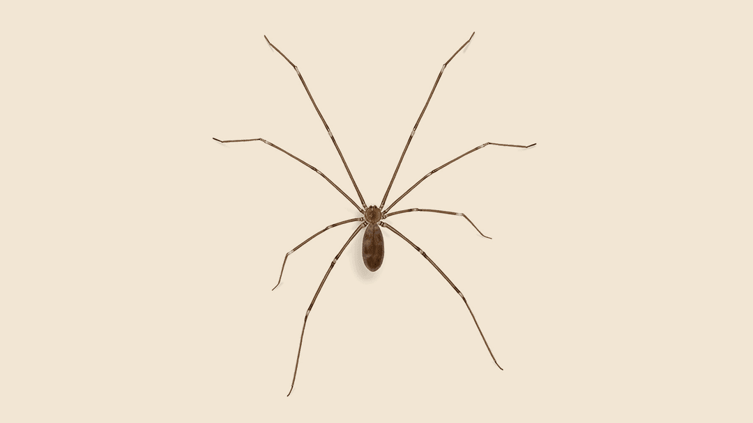 Cellar spider illustration