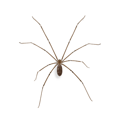 Cellar spider illustration