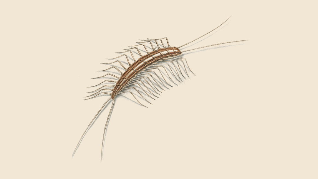 Centipede illustration