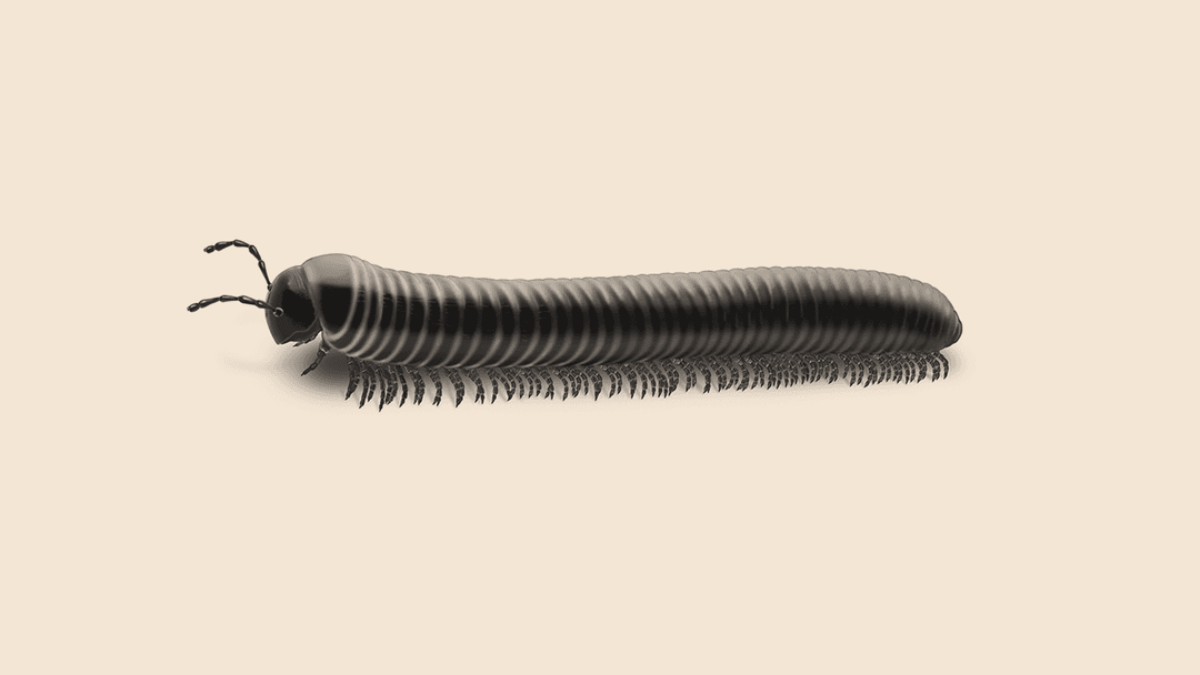 Millipede illustration