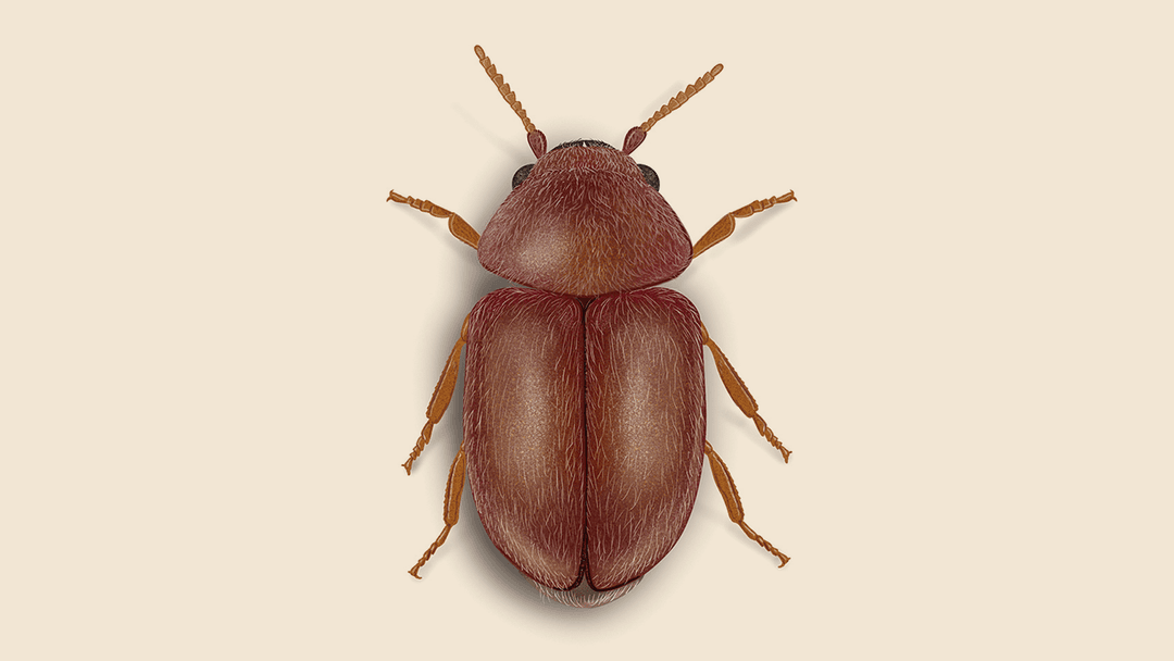 Cigarette Beetle Illustration