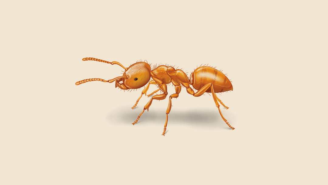 Citronella ant illustration