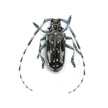 Citrus Longhorned Beetles