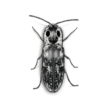 Click Beetles