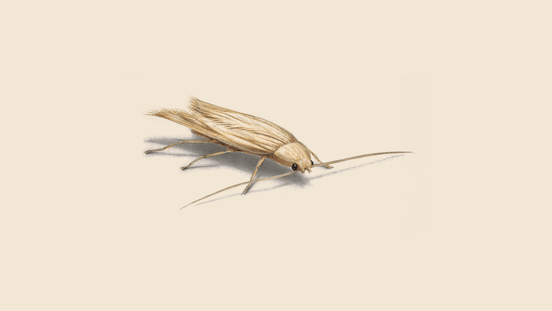 Clothes moth illustration