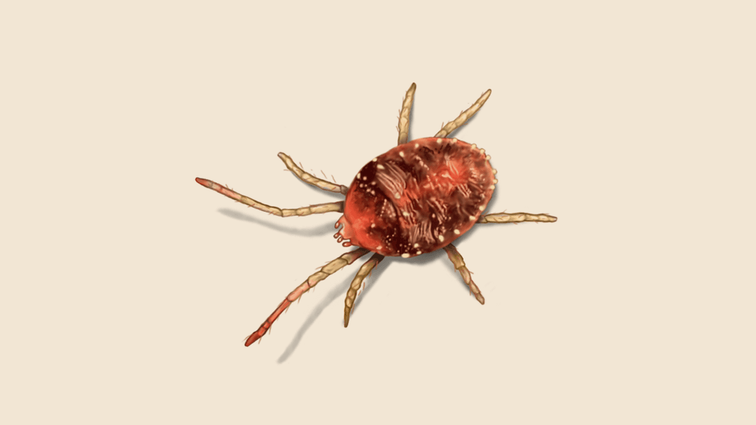 Mite illustration