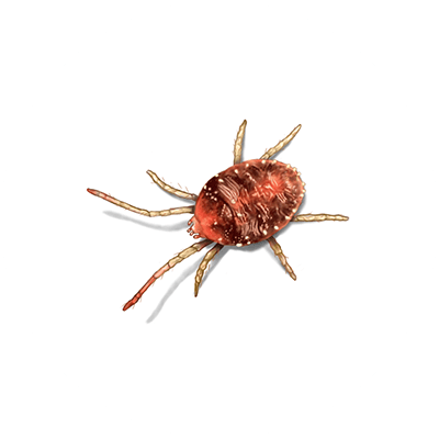 Mite illustration