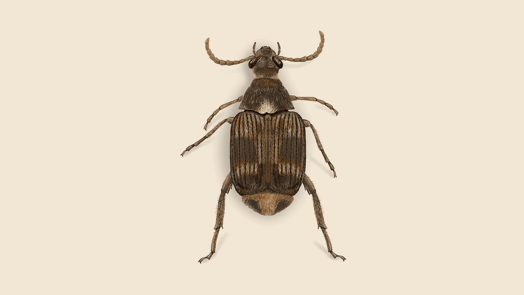 Cowpea Weevil Illustration