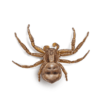 Crab Spiders