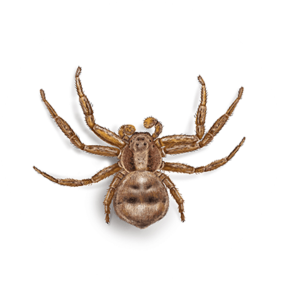 Crab spider illustration