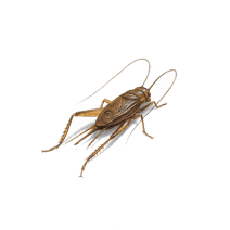 House Crickets