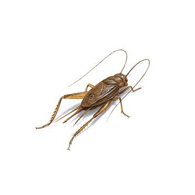 House cricket illustration