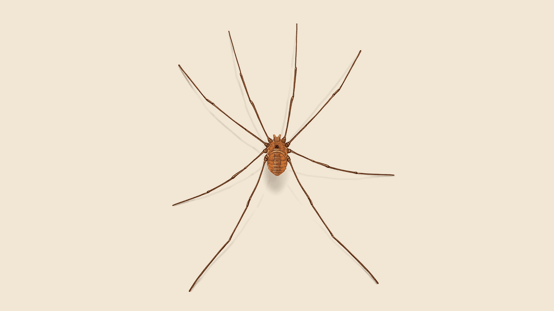 Daddy longleg illustration