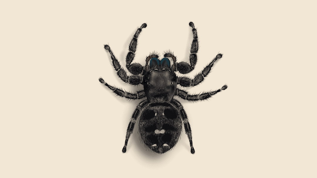 Daring jumping spider illustration