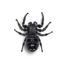 Daring Jumping Spiders