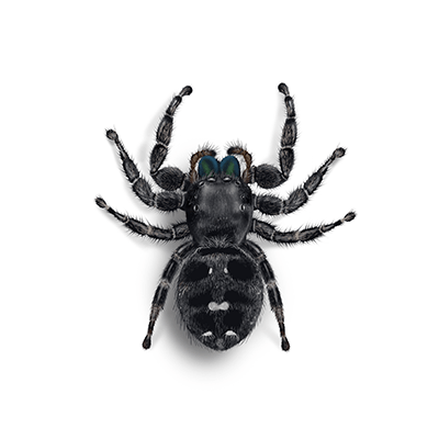 Daring jumping spider illustration