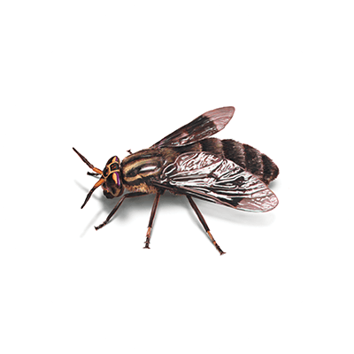 Fly illustration