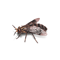 Fly Exterminator - How To Identify & Get Rid Of Flies