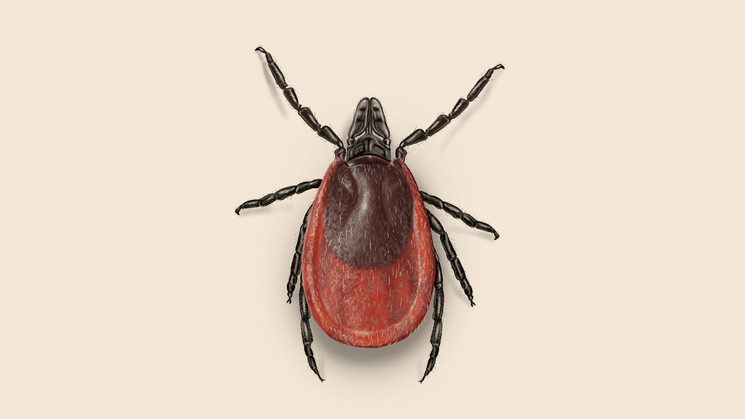 Deer tick illustration