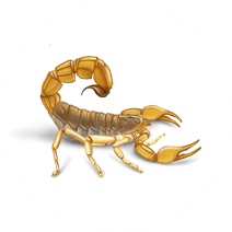 Scorpions Exterminator - How To Identify & Get Rid Of Scorpions