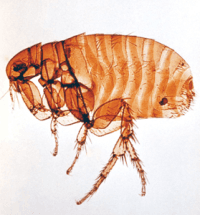 Dog Flea