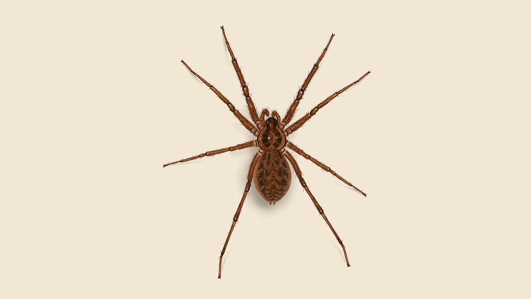 Domestic House Spider Illustration