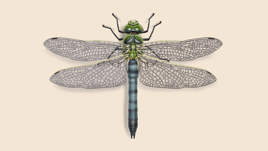 Dragonfly illustration