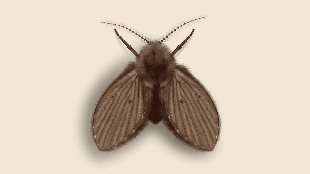 Drain Fly Illustration