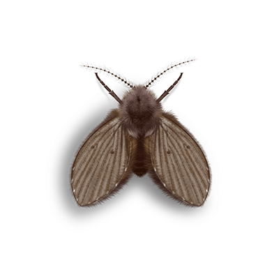 Drain fly illustration