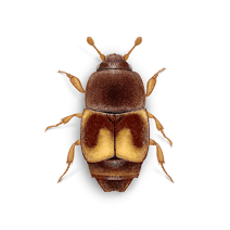 Dried Fruit Beetles