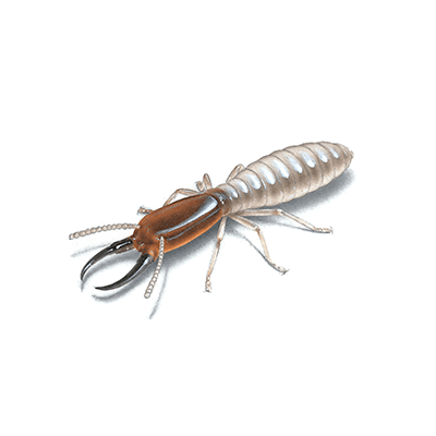 Termite illustration