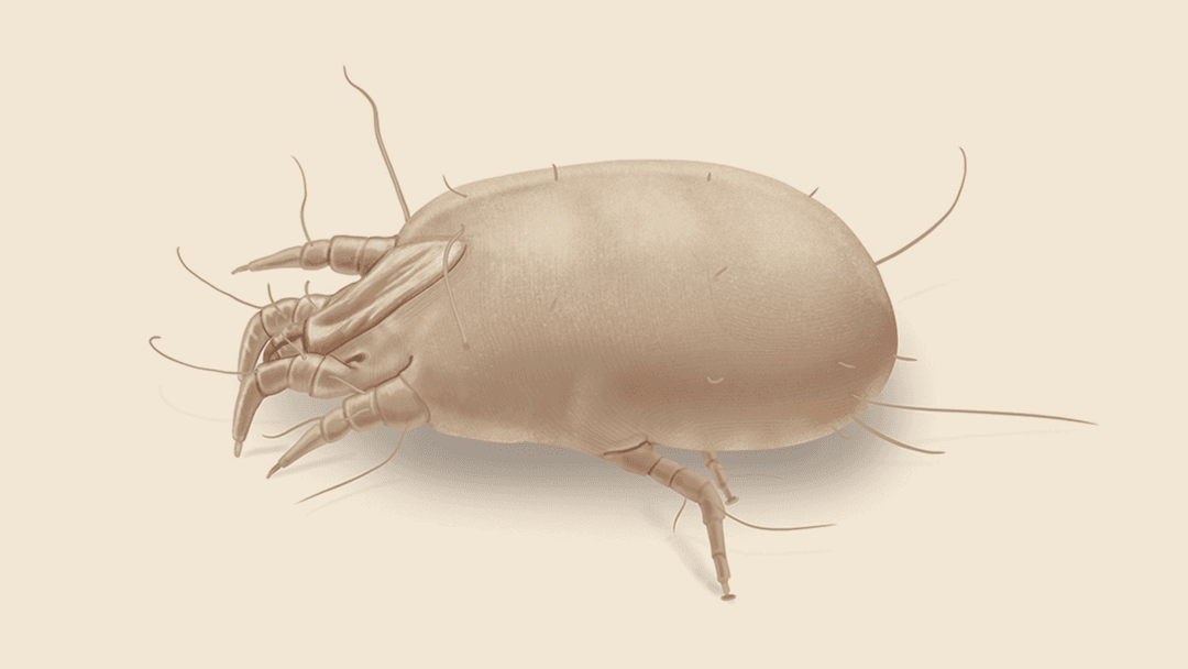 Dust Mite Illustration