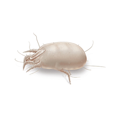 Dust Mite Illustration