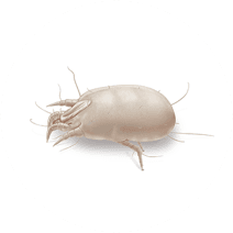 Dust Mites