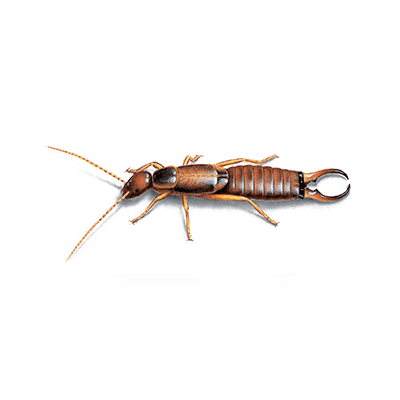 Earwig Treatment