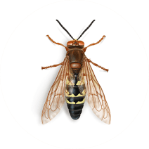 Eastern Cicada Killer Wasps