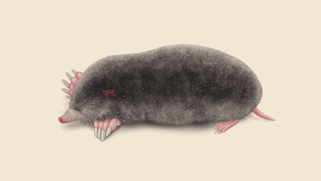 Mole Illustration