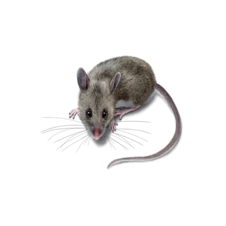 Commercial Rodent Control